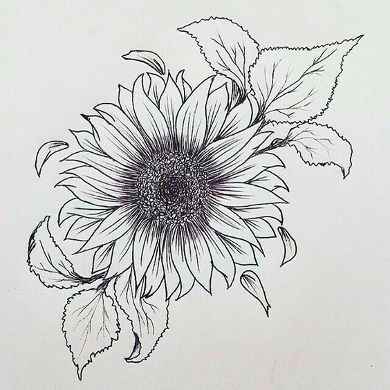Disegno per tatuaggio fiore di girasole simbolo di felicita e gioia