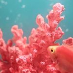 Color of the year 2019 Living Coral