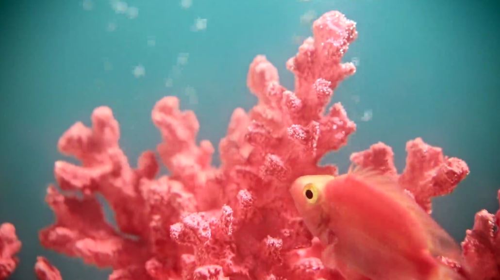 Color of the year 2019 Living Coral