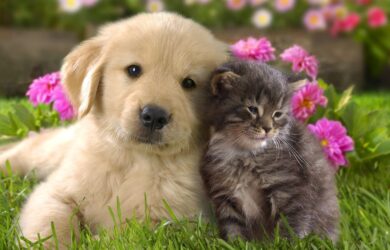 Cani e Gatti da amare
