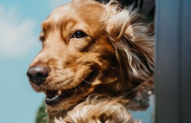 Razza di cani bellissimi quali sono