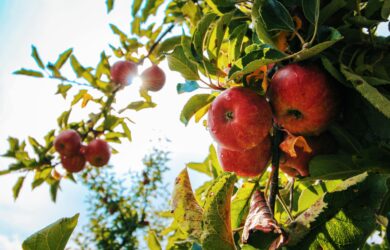 Eccellenza italiana la mela, regina della biodiversità e fonte d'ispirazione